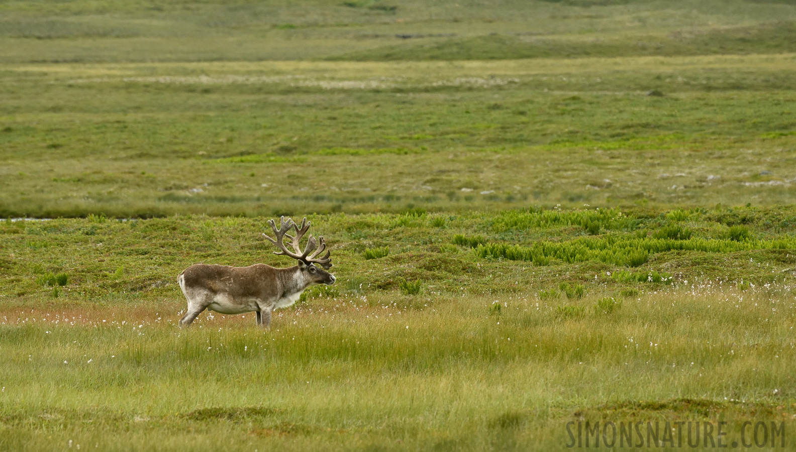 Rangifer tarandus caribou [400 mm, 1/1000 sec at f / 8.0, ISO 1600]